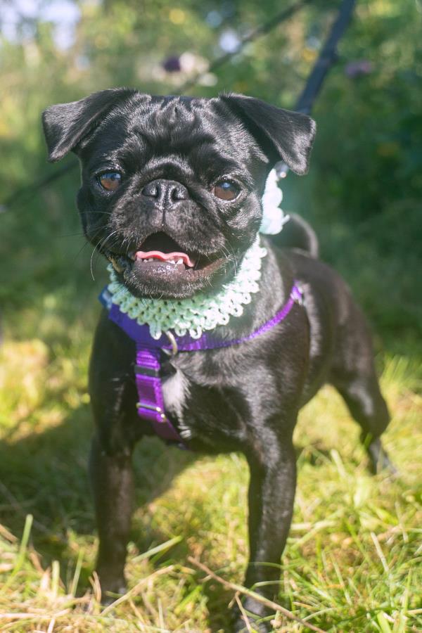 /Images/uploads/Canine Rescue of Central PA Rescue Royalty/CRCPA-rescue-royalty/entries/34169.jpg